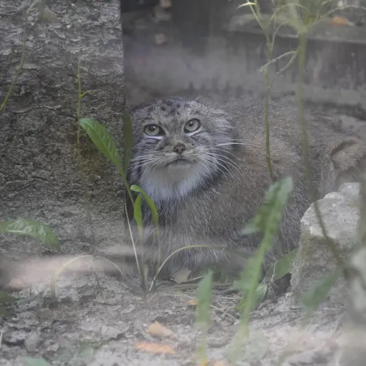 コシツェ動物園のアラニの写真