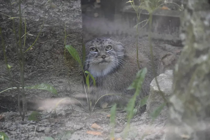 コシツェ動物園のアラニの写真