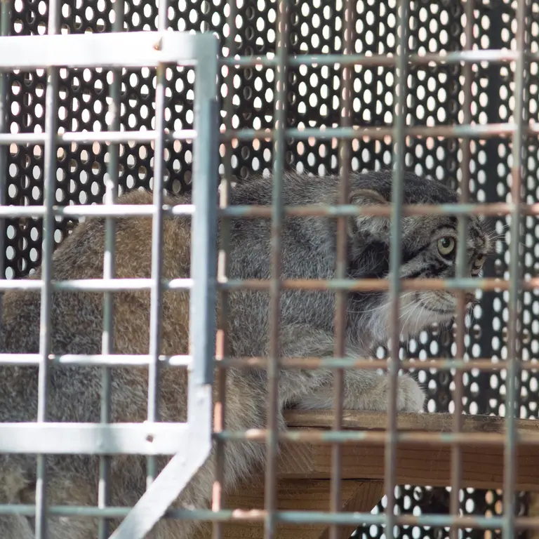 神戸市立王子動物園のイーリスの写真