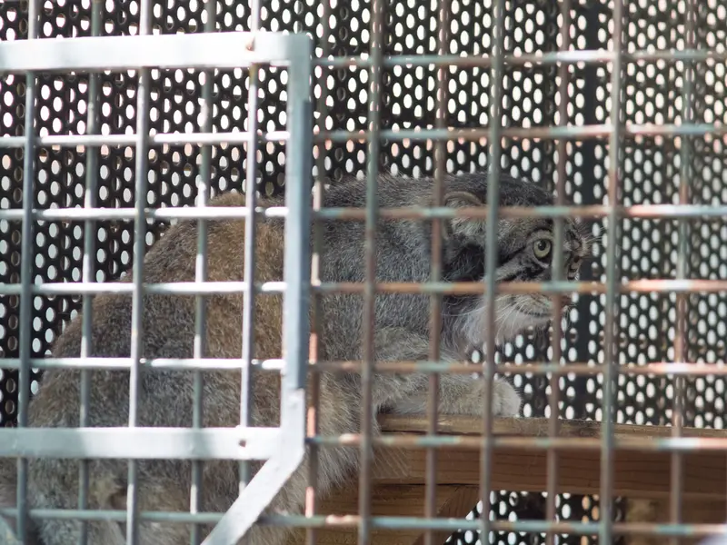 神戸市立王子動物園のイーリスの写真