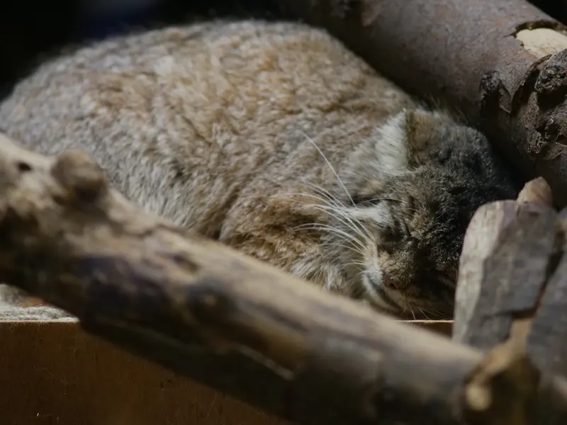 恩賜上野動物園のプリームラの写真