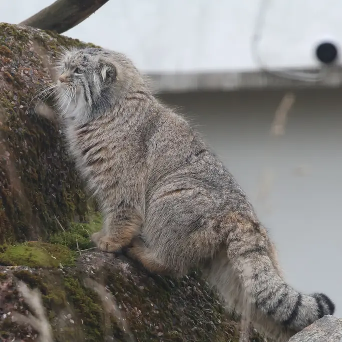 コルケアサーリ動物園のアルカスの写真