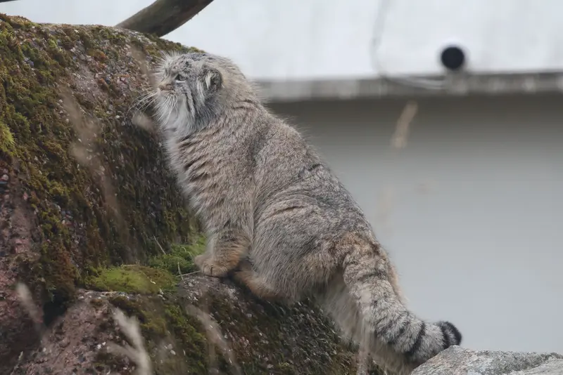 コルケアサーリ動物園のアルカスの写真