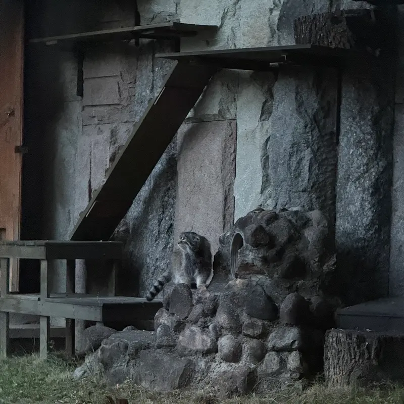 モスクワ動物園のティモフェイの写真