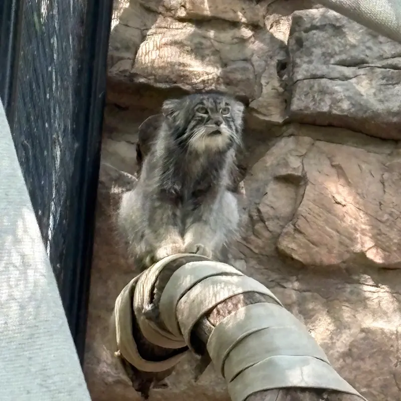 プエブロ動物園のタイ・チーの写真