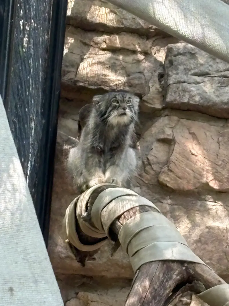 プエブロ動物園のタイ・チーの写真
