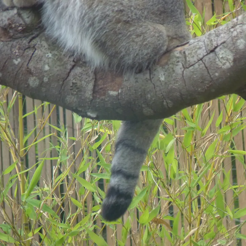 エディンバラ動物園のアキコの写真
