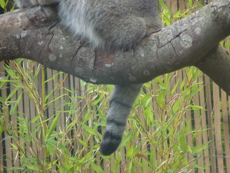 エディンバラ動物園のアキコの写真
