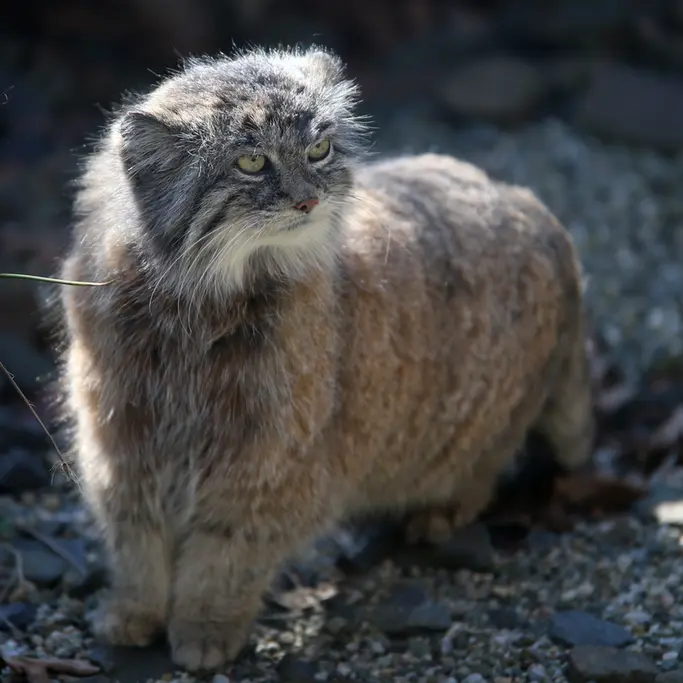 オストラヴァ動物園のモイラの写真
