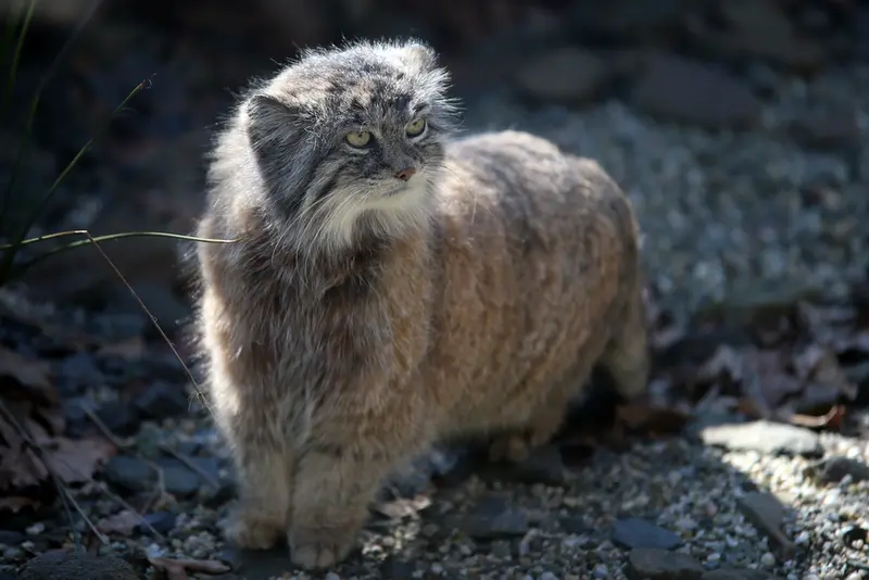 オストラヴァ動物園のモイラの写真
