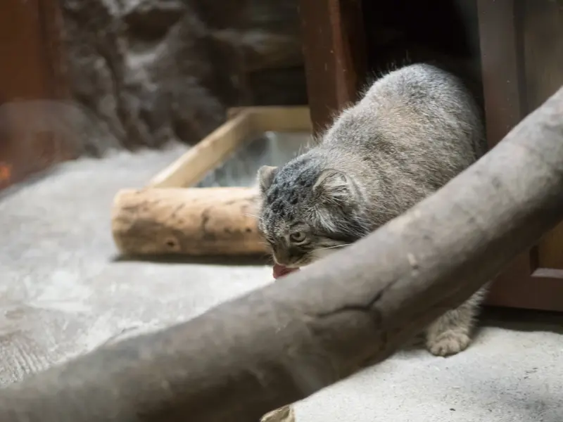 恩賜上野動物園のサフランの写真