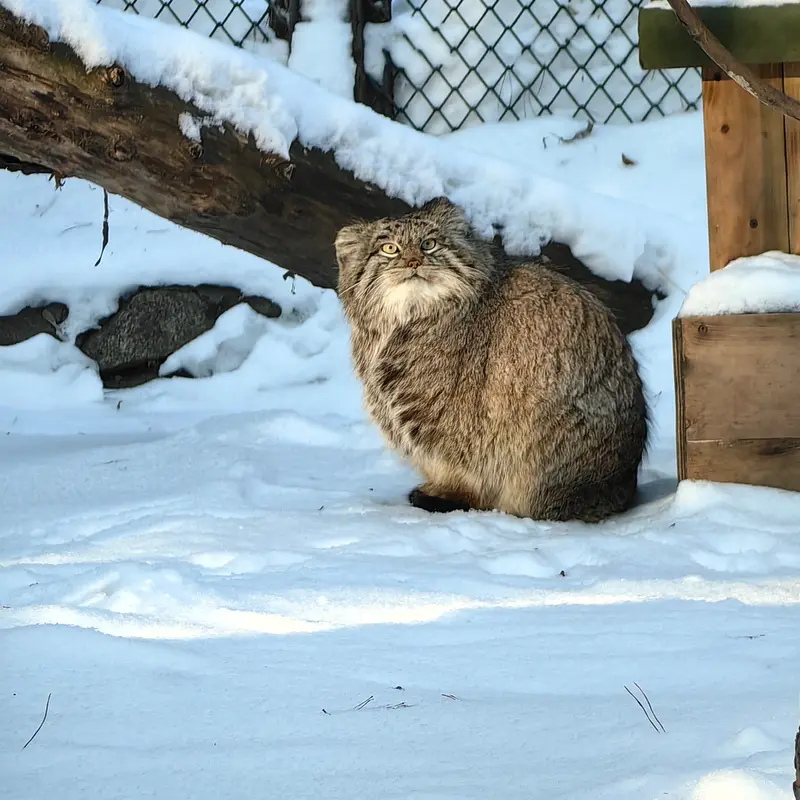 ノヴォシビルスク動物園のスネジンカの写真