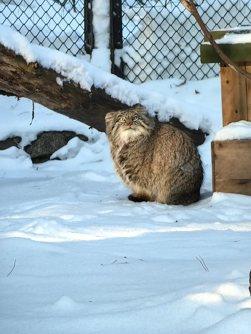 ノヴォシビルスク動物園のスネジンカの写真