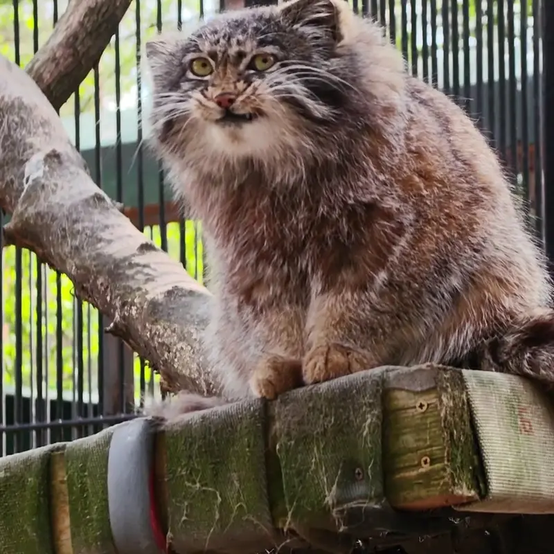 ノヴォシビルスク動物園のマヌルネコの写真