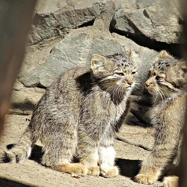 ノヴォシビルスク動物園のマヌルネコの写真