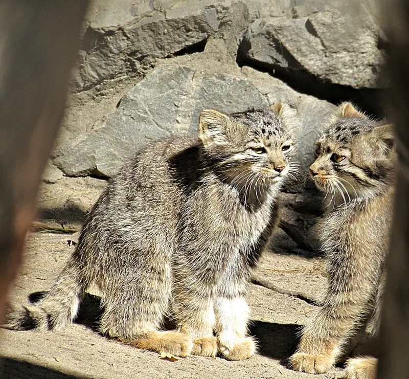 ノヴォシビルスク動物園のマヌルネコの写真