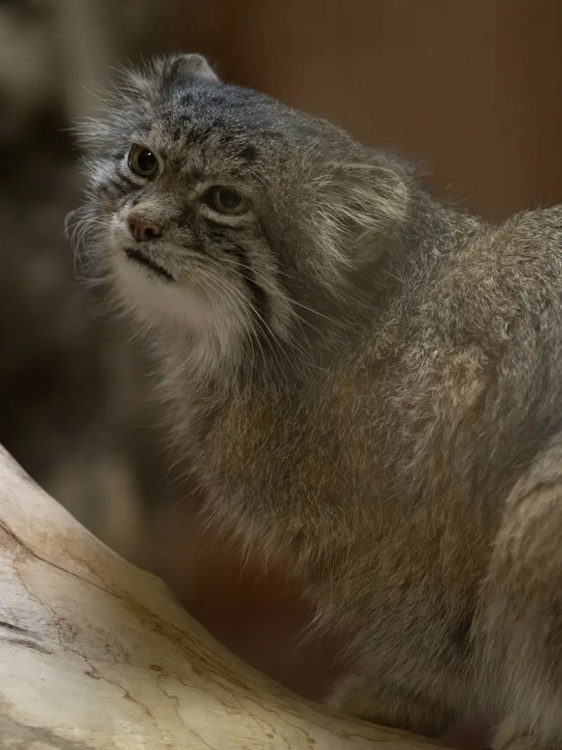 恩賜上野動物園のクリョンの写真