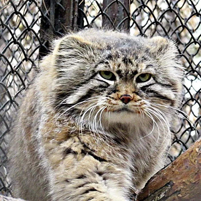 ノヴォシビルスク動物園のゼレノゴルスクの写真