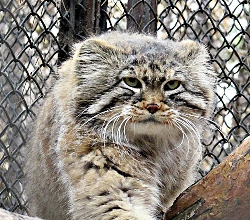 ノヴォシビルスク動物園のゼレノゴルスクの写真