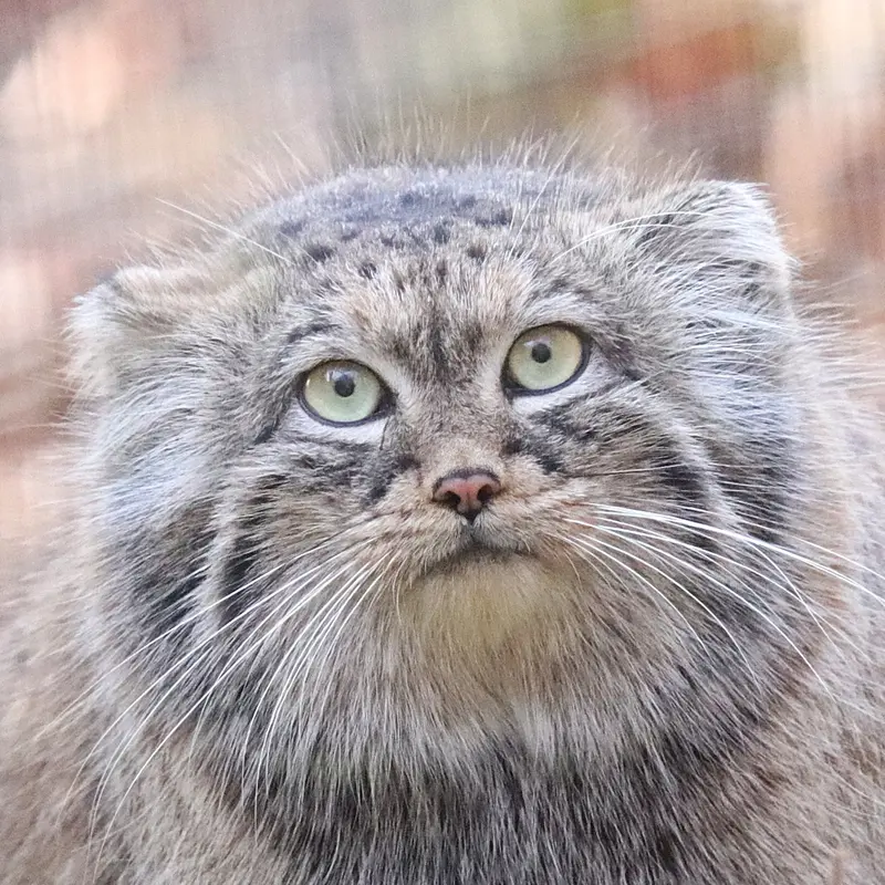 グダニスク動物園のマヌルネコのウラ