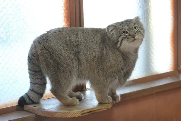埼玉県こども動物自然公園のレフの写真