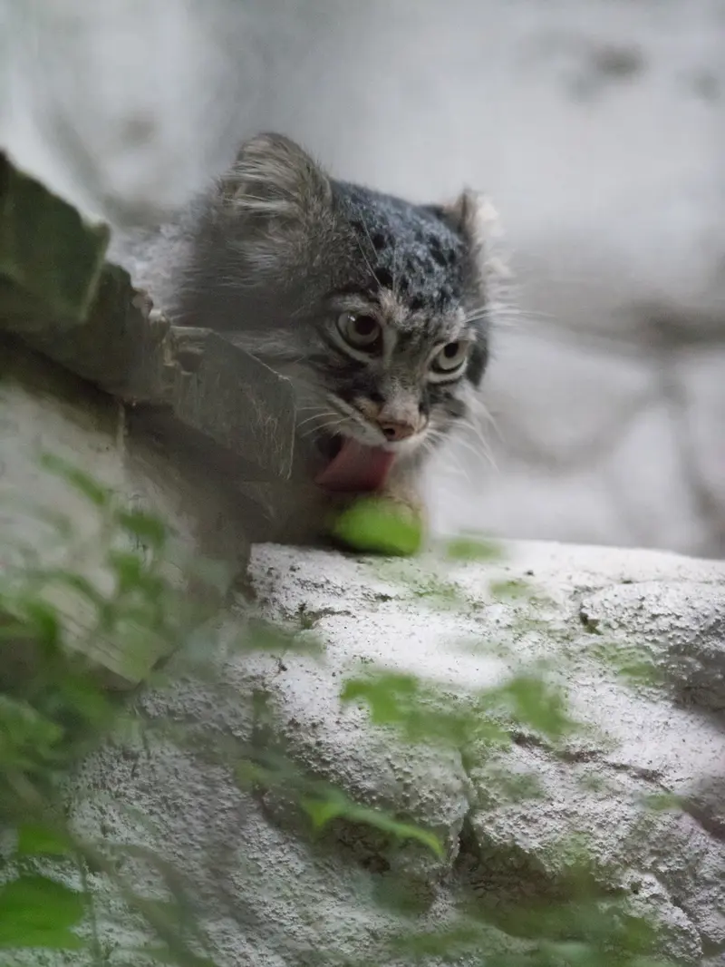 野毛山動物園のフィーガの写真