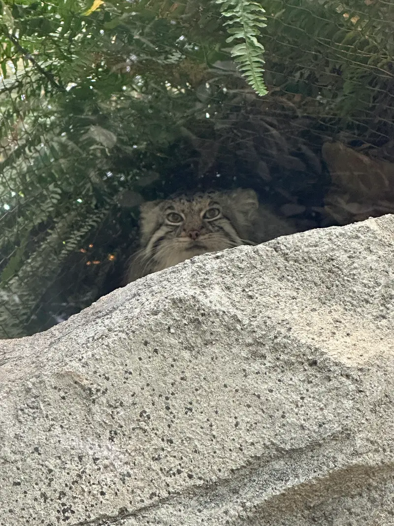 神戸どうぶつ王国のアズの写真