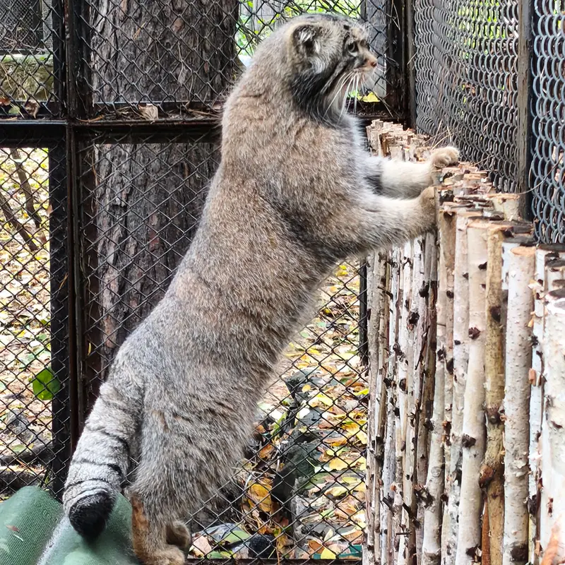 ノヴォシビルスク動物園のジョージの写真