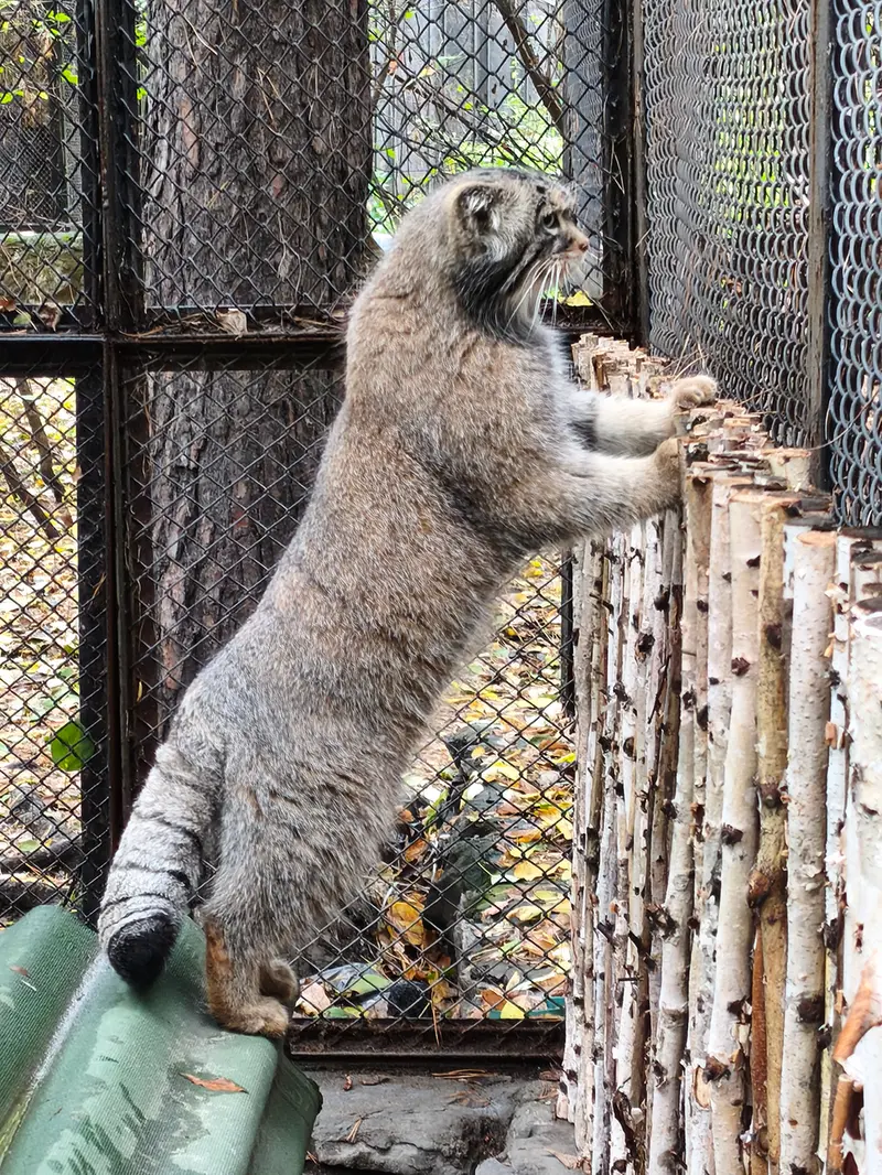 ノヴォシビルスク動物園のジョージの写真