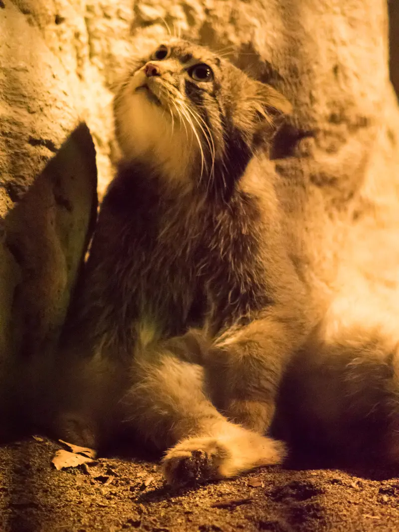 野毛山動物園のフィーガの写真