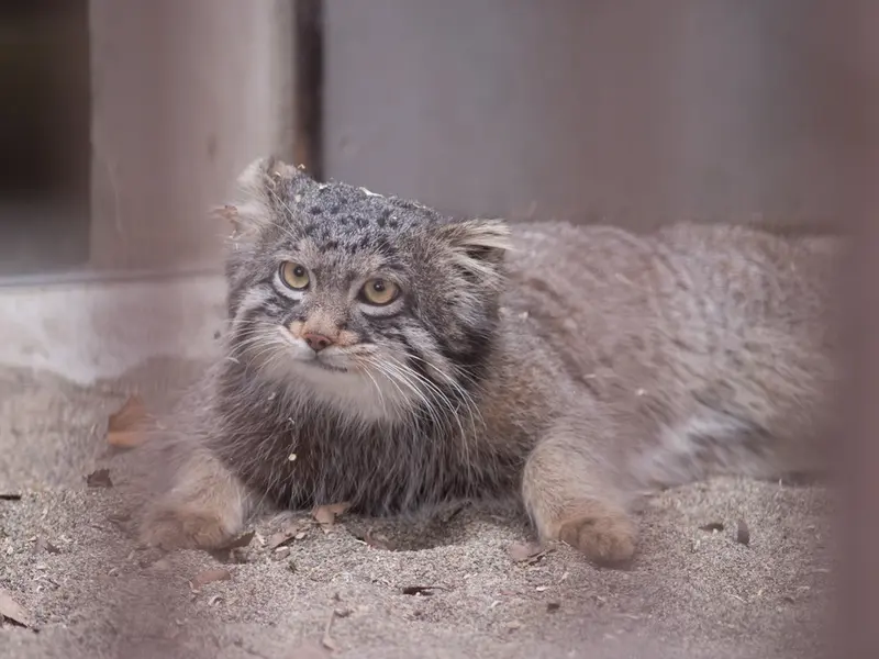 野毛山動物園のフィーガの写真