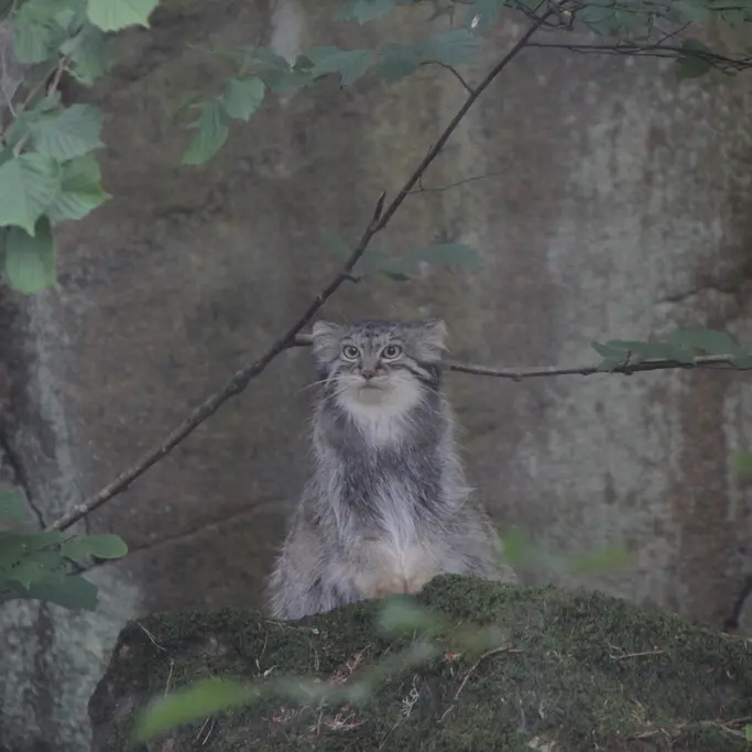 ノルデンス・アークのトゥールーズの写真