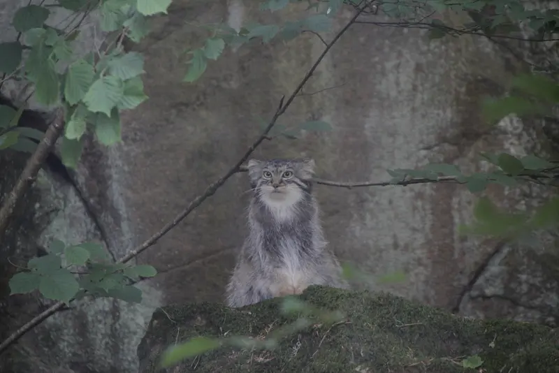 ノルデンス・アークのトゥールーズの写真