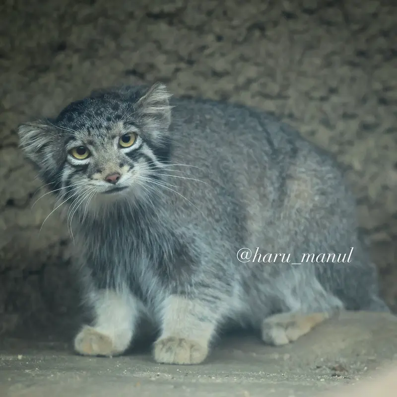 神戸どうぶつ王国のオトの写真