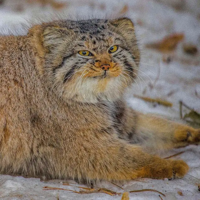 ノヴォシビルスク動物園のキムの写真