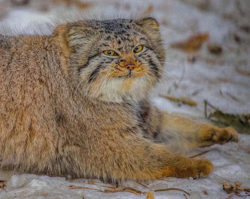 ノヴォシビルスク動物園のキムの写真