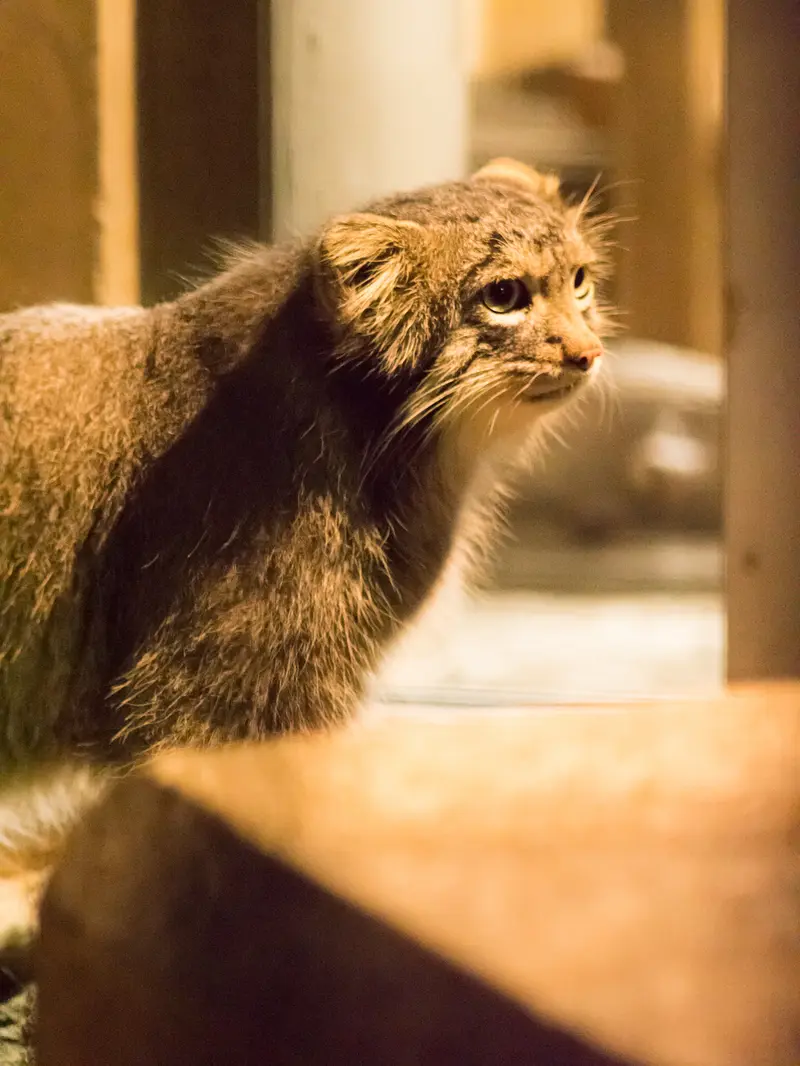 野毛山動物園のフィーガの写真