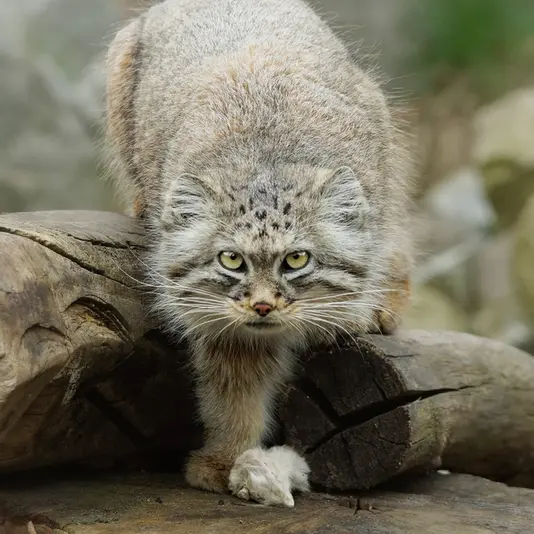 ヴロツワフ動物園のザリナの写真