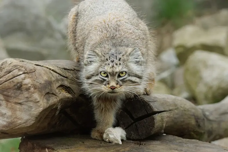 ヴロツワフ動物園のザリナの写真
