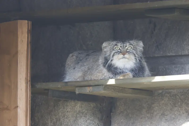 モスクワ動物園のティモフェイの写真