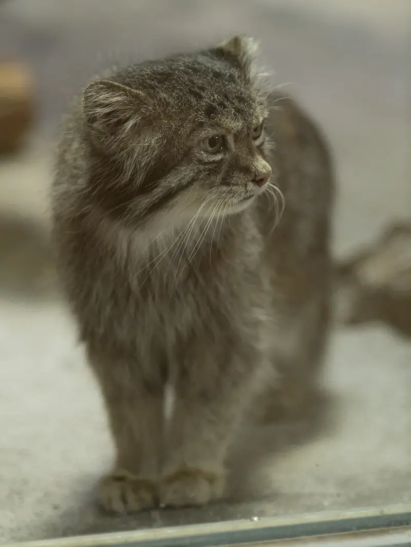 恩賜上野動物園のクリョンの写真