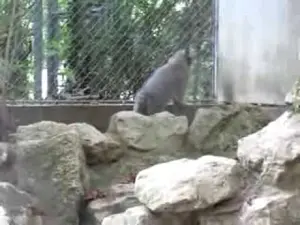 ミュルーズ動物学・植物公園のウラルの動画