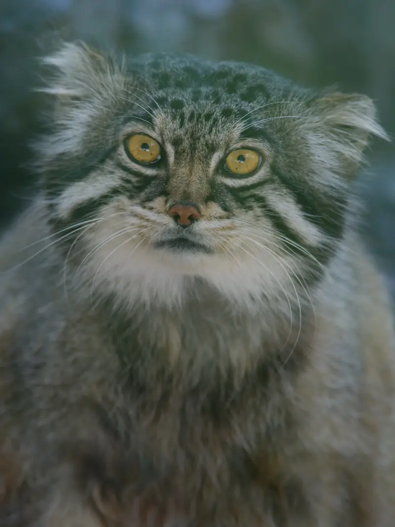 旭山動物園のグルーシャの写真