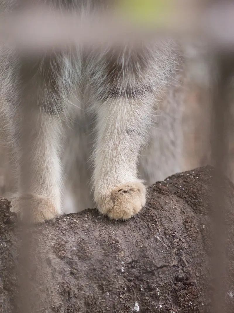 野毛山動物園のフィーガの写真
