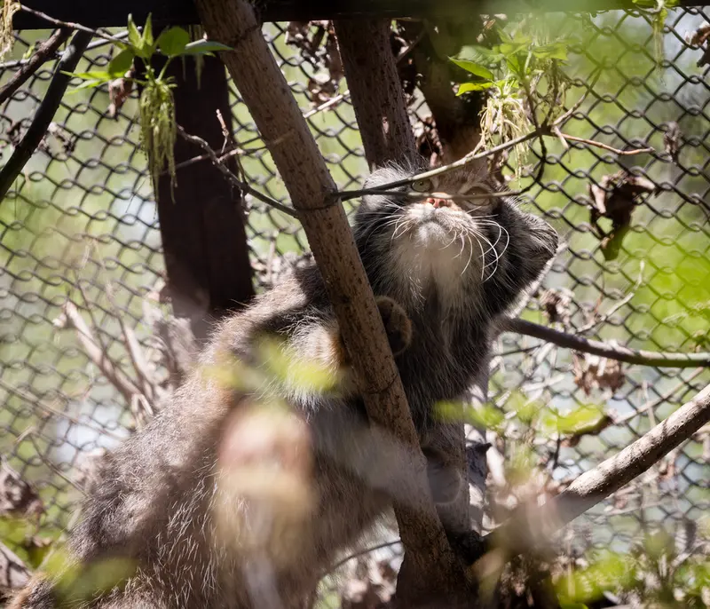 ノヴォシビルスク動物園のゾーシャの写真