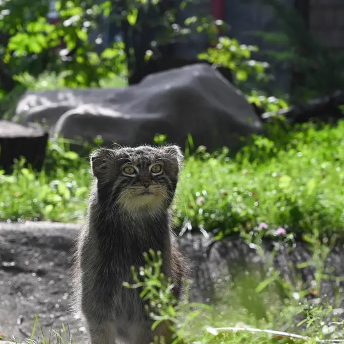 モスクワ動物園のティモフェイの写真