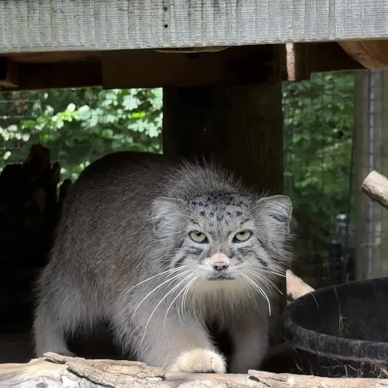 スミソニアン国立動物園のマヌルネコの写真