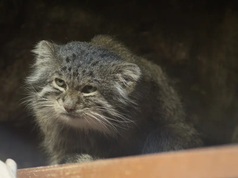 恩賜上野動物園のクリョンの写真