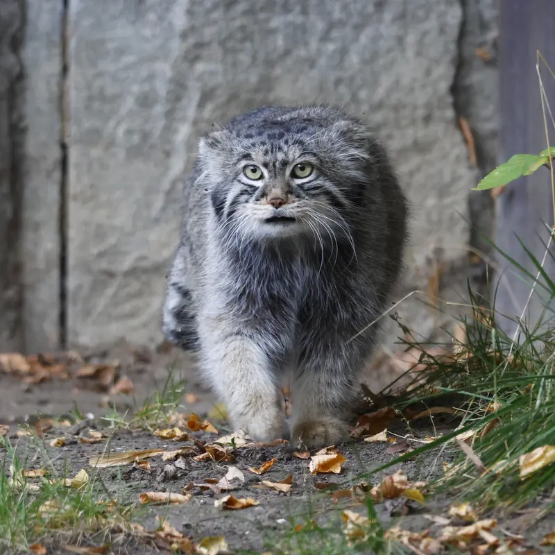 マヌルネコの写真
