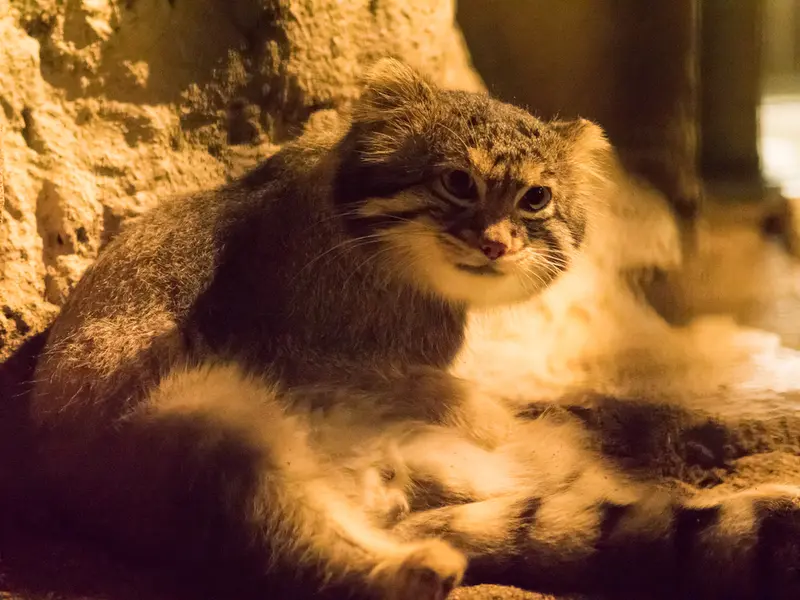 野毛山動物園のフィーガの写真
